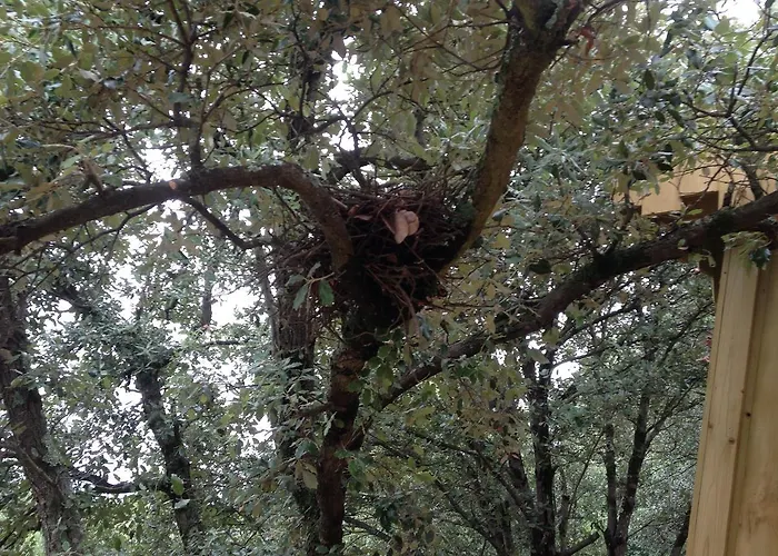 Les Dans Les Bois Logis 3* Villedubert
